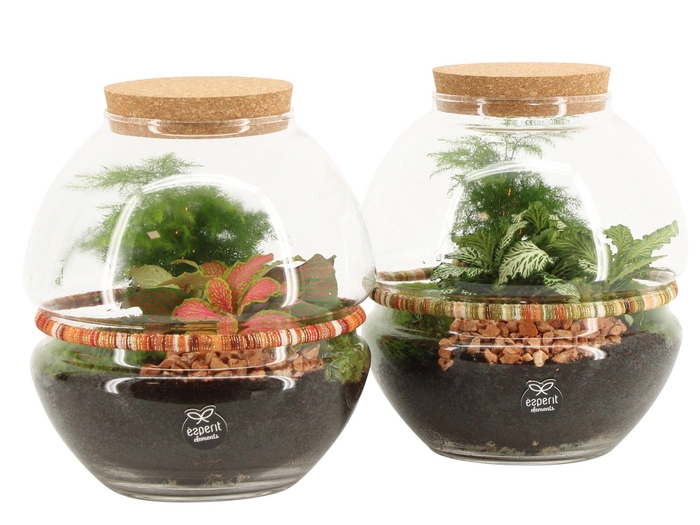 <h4>90683: Terrarium arrangement</h4>