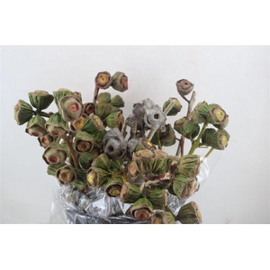 Euca Cardinale P Bunch