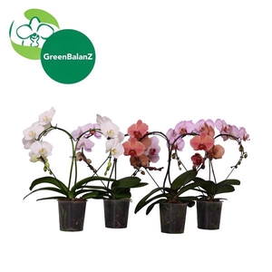 ShapeZ - Phalaenopsis HeartZ Mix 2t