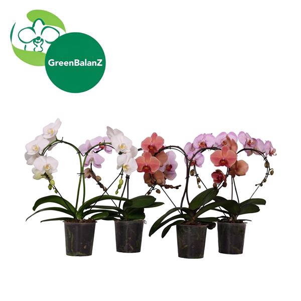 <h4>ShapeZ - Phalaenopsis HeartZ Mix 2t</h4>