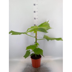 Sparrmannia africana