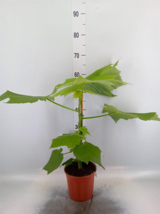 <h4>Sparrmannia africana</h4>