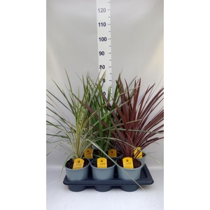 Cordyline   ...