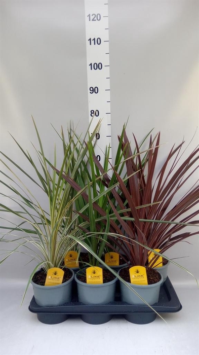 <h4>Cordyline   ...</h4>