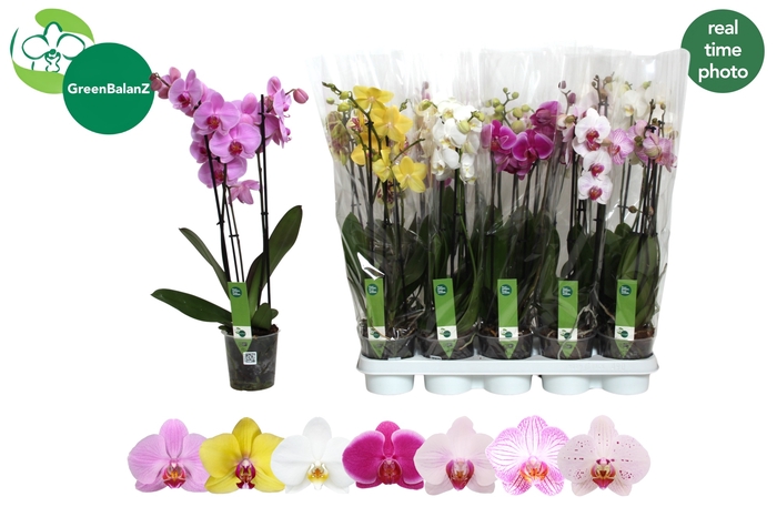 <h4>PHAL GEM 7 KL</h4>