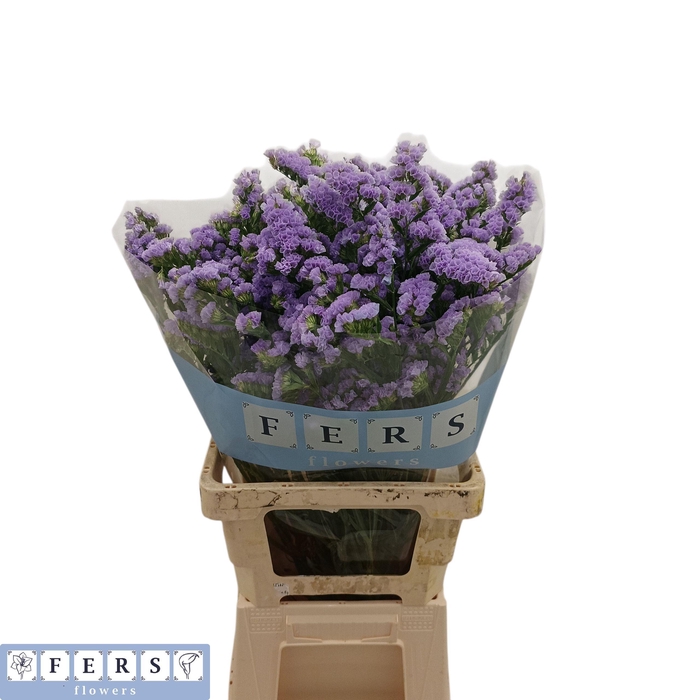 <h4>LIM S DONAU BIRDS</h4>