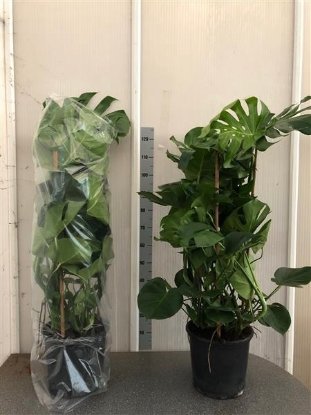 MONSTERA DELICIOSA