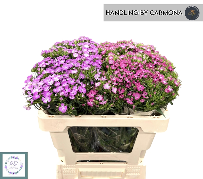 <h4>DI BARB GEM</h4>