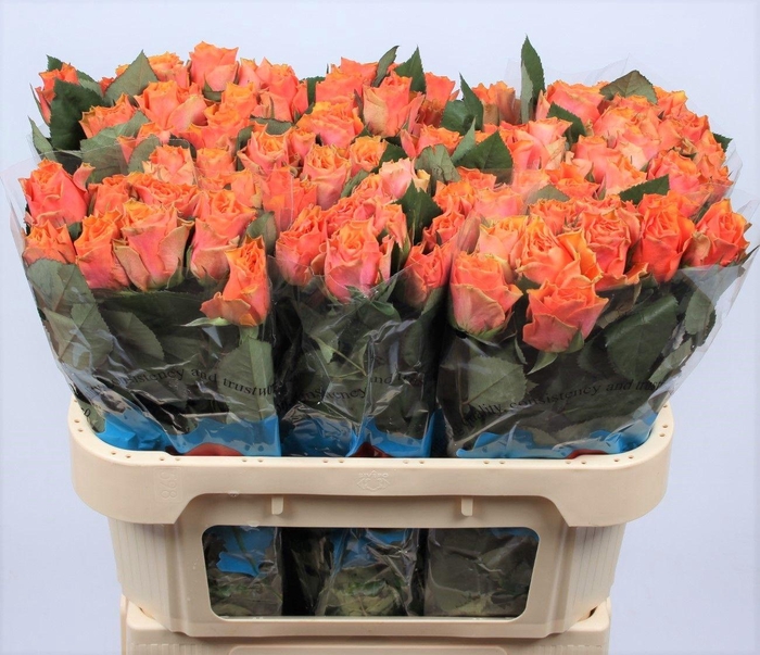 <h4>R GR ARANCIO@</h4>