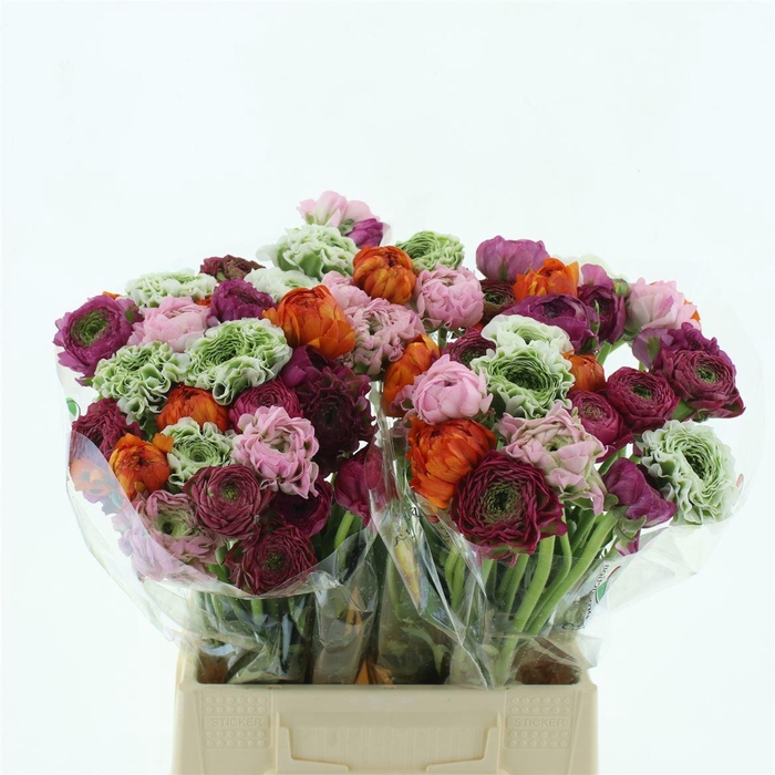 <h4>Ran Ponpon Mix</h4>