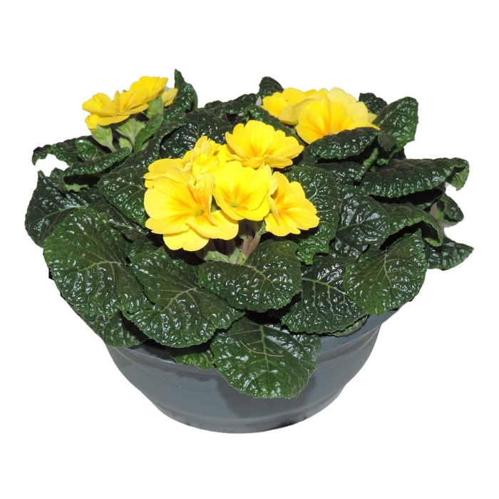 <h4>Primula Ac Op Kleur Geel Patio Schaal</h4>