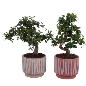 Bonsai Indoor Mix Ø12cm S-Shape in Ø 14cm Ceramic NT667