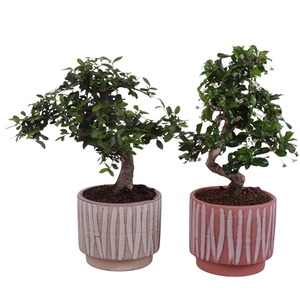 Bonsai Indoor Mix Ø12cm S-Shape in Ø 14cm Ceramic NT667