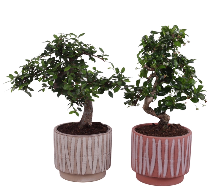 <h4>Bonsai Indoor Mix Ø12cm S-Shape in Ø 14cm Ceramic NT667</h4>