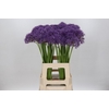 Allium Violet Beauty