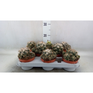 Cactus   ...