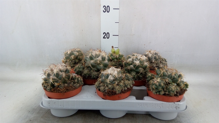 <h4>Cactus   ...</h4>