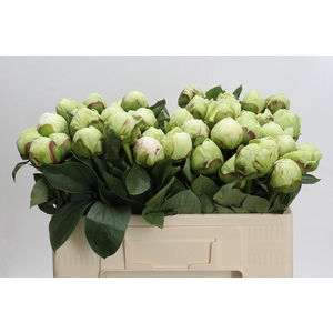 Paeonia Ivory Victory