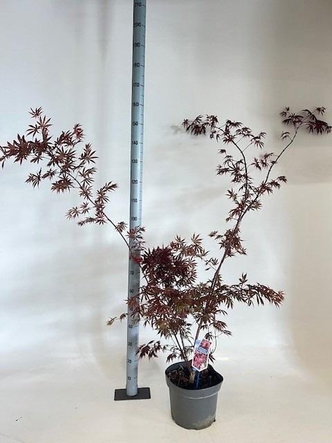 <h4>ACER PA TROMPENBURG</h4>