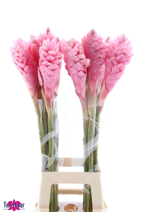 <h4>ALPINIA PURPURATA</h4>