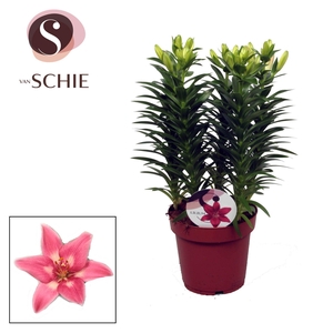 Lilium Az Rozalynn 19cm