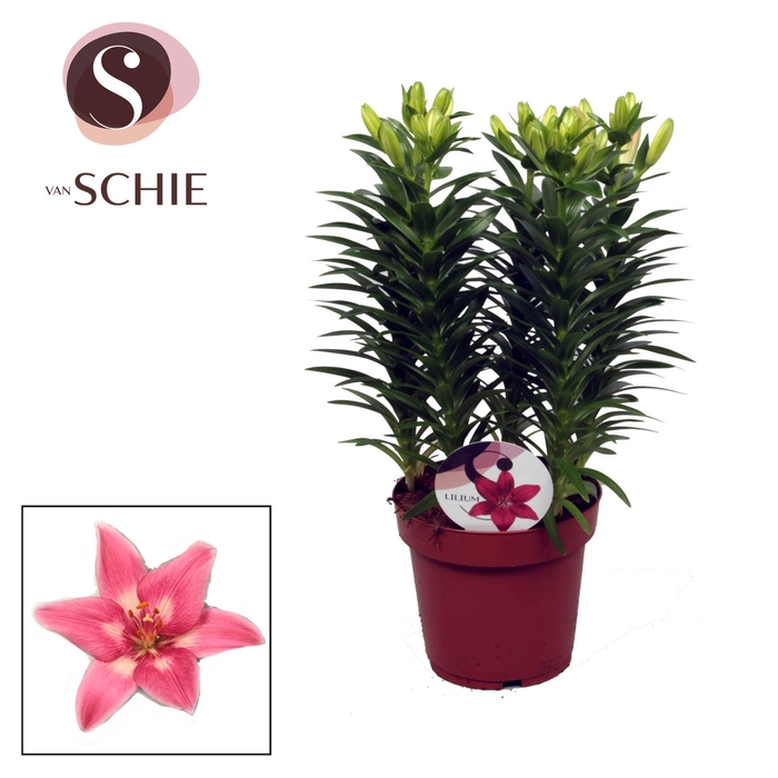 <h4>Lilium Az Rozalynn 19cm</h4>