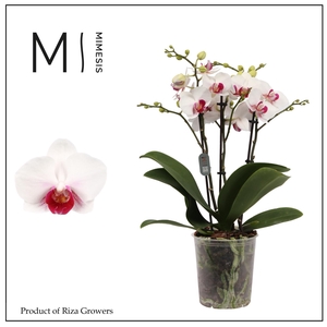 Phalaenopsis Safe Haven 3 Spike - 12cm | Mimesis