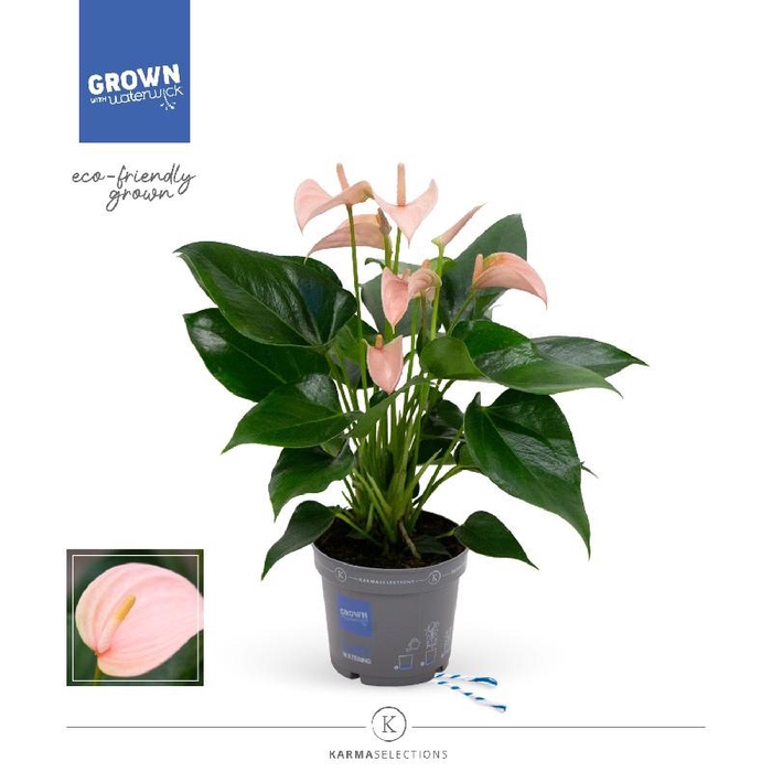 <h4>Anthurium Andreanum salmon Karma Joli Peach</h4>