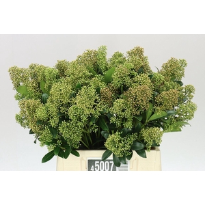 Skimmia J Snow White