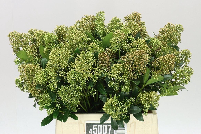 <h4>Skimmia J Snow White</h4>