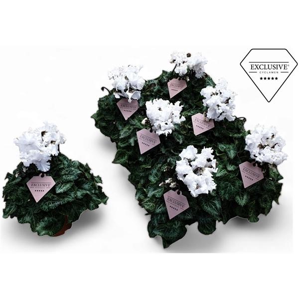 Cyclamen persicum midi Super Serie Merengue
