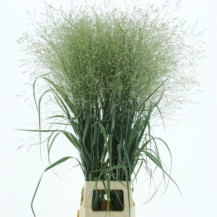 <h4>Panicum Dallas Blues Grey</h4>