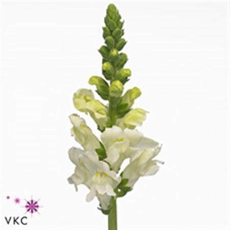 <h4>Antir Poto Ivory Wh</h4>