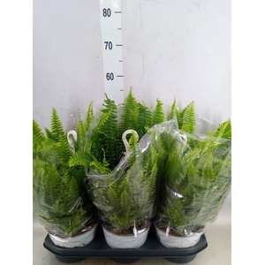 Nephrolepis exal. 'Sonata'