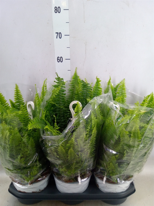 <h4>Nephrolepis exal. 'Sonata'</h4>