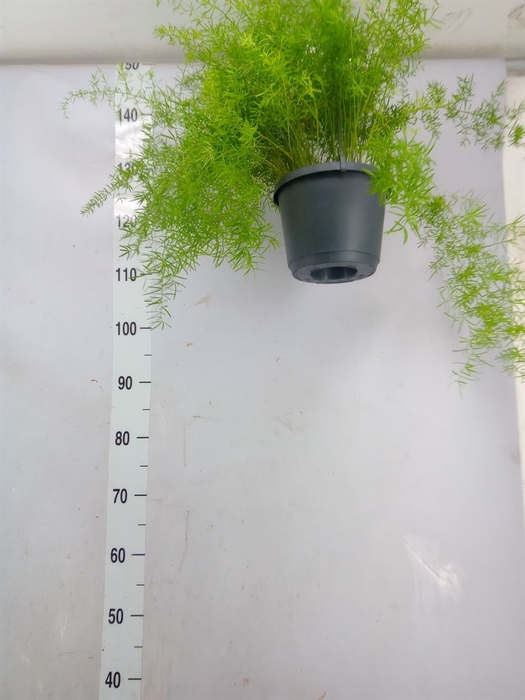 <h4>Asparagus dens. 'Sprengeri'</h4>