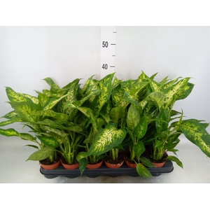 Dieffenbachia 'Compacta'