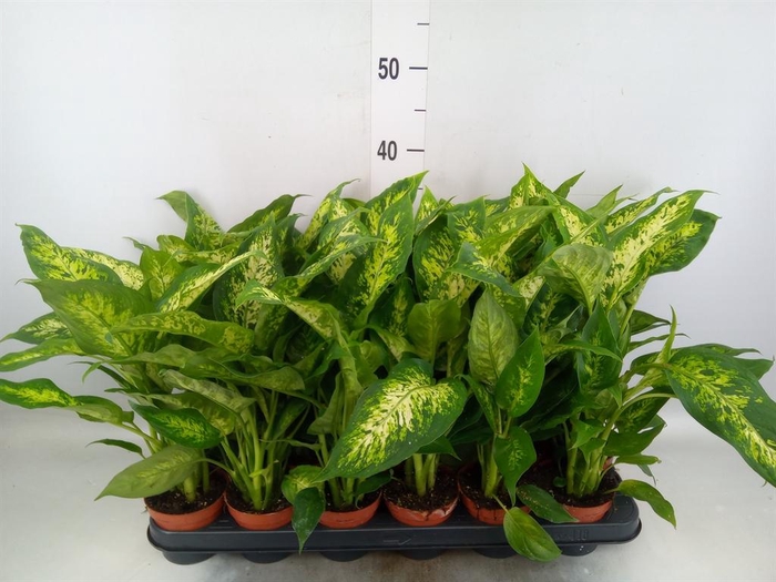 <h4>Dieffenbachia 'Compacta'</h4>
