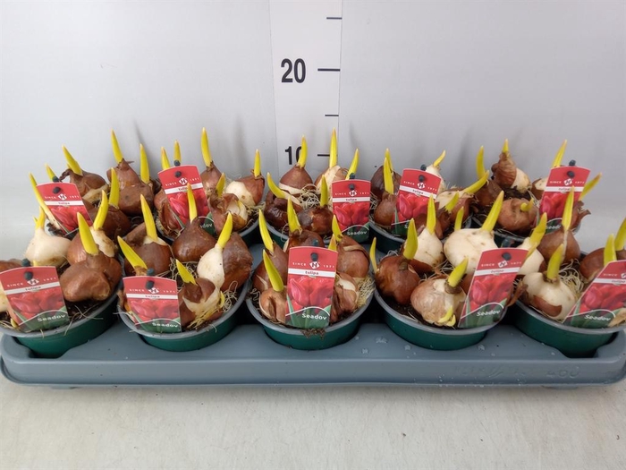 <h4>Tulipa   ...</h4>