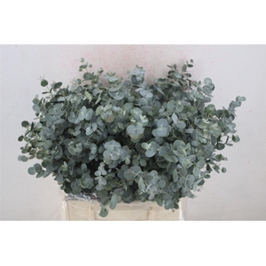 Euca Gunny Short 150gr P Bunch