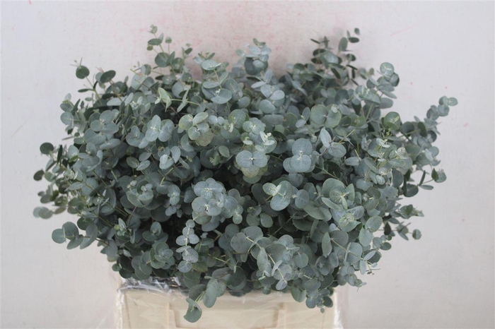 <h4>Euca Gunny Short 150gr P Bunch</h4>