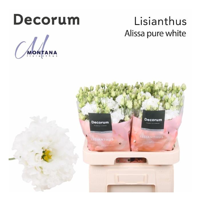 <h4>Eus G Alissa Pur Whi</h4>