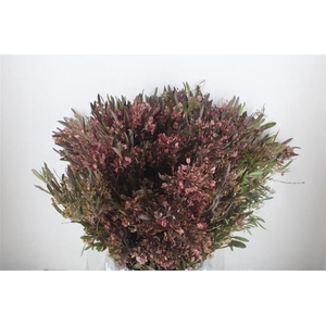 Dodonaea Viscosa P Bunch