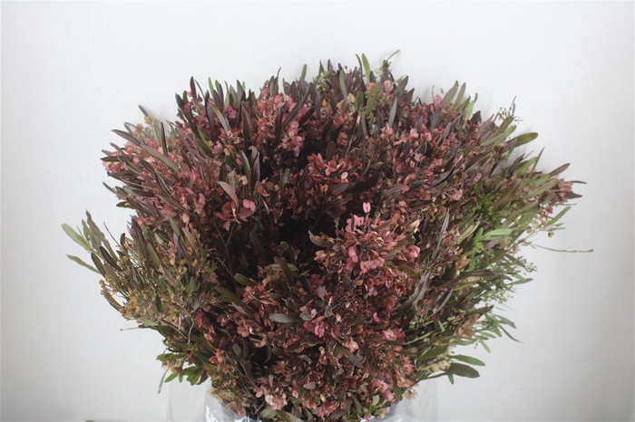 <h4>Dodonaea Viscosa P Bunch</h4>