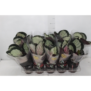 CALATHEA ROSEA PICTA ROSY P12