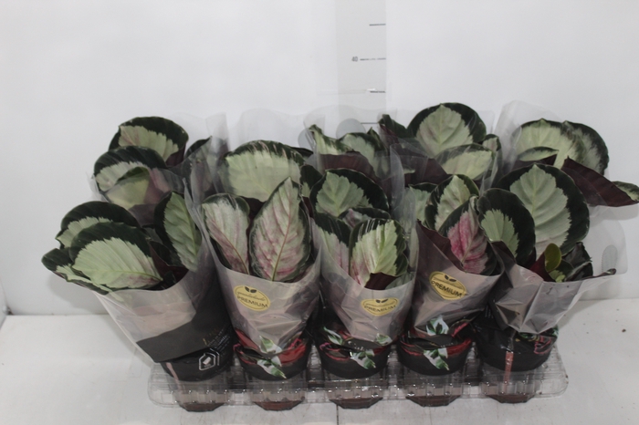 CALATHEA ROSEA PICTA ROSY P12