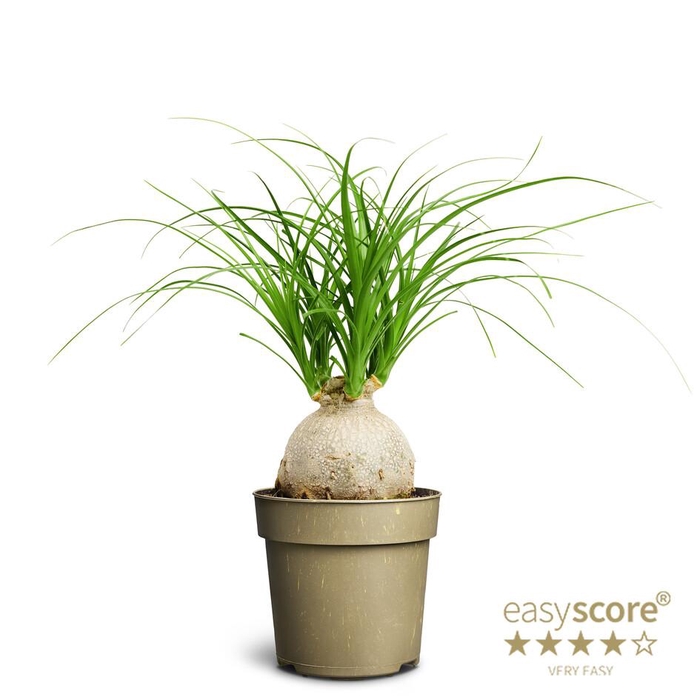 BEAUCARNEA RECURVATA P11