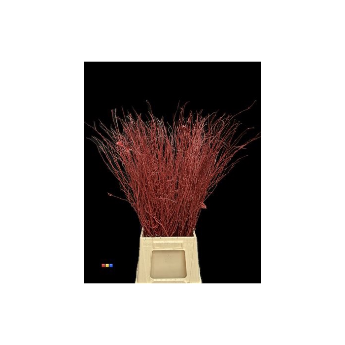 <h4>Betula / Berkentak Bordeaux</h4>