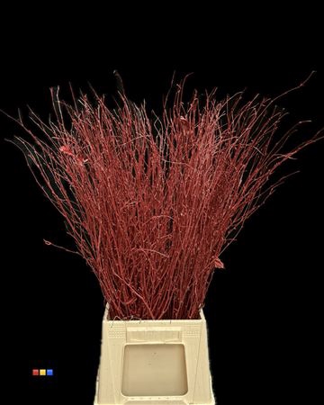 Betula / Berkentak Bordeaux