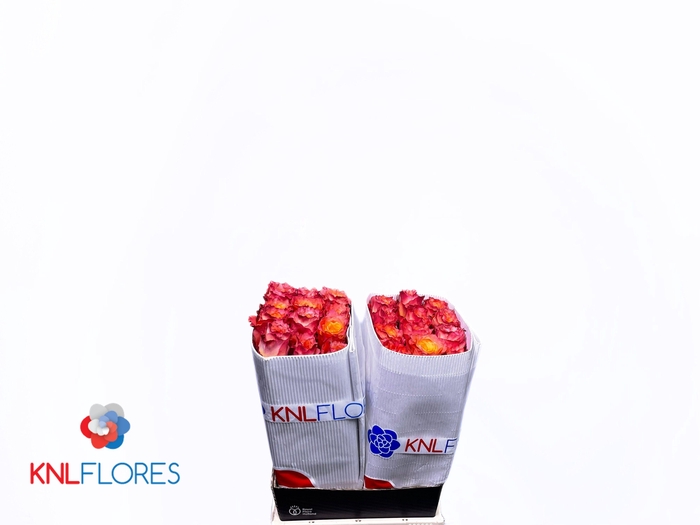 <h4>R GR FREE SPIRIT</h4>